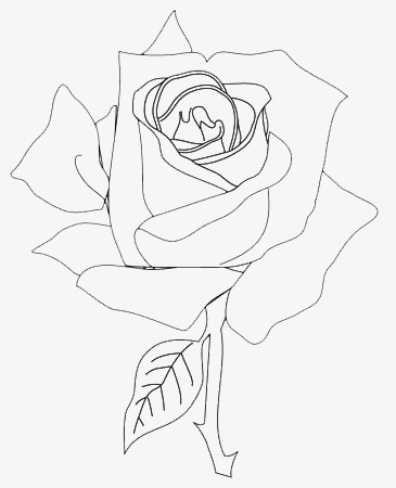 365x450 Rose Sketch, Rose, Sketch, Hand Painted Png Image For Free Download