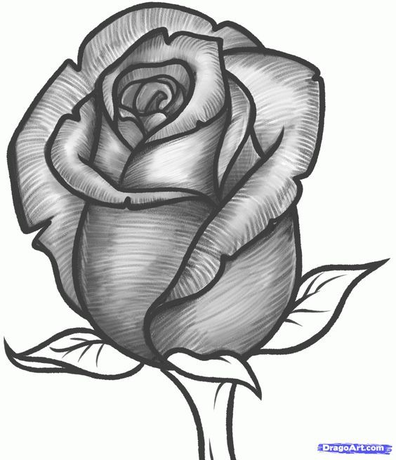 564x655 How To Draw A Rose Bud, Rose Bud Step 10 Art Rose