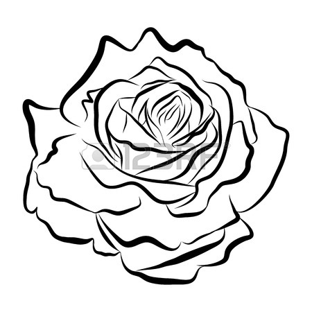 450x450 Sketch Line Drawing Of Rose Isolated Illustration On White
