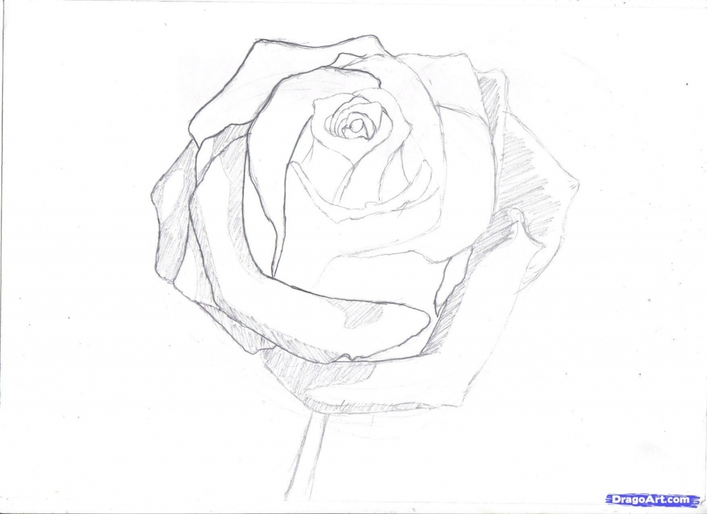1024x744 Rose Pencil Drawing Step By Step How To Draw A Rose In Pencil Draw