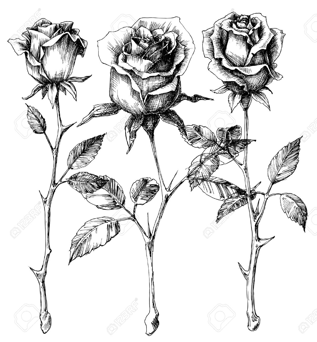 1205x1300 Single Roses Drawing Set Royalty Free Cliparts, Vectors, And Stock