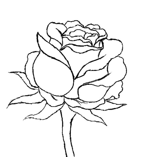 579x620 How To Draw A Red Rose Beautiful Red Roses, Art Drawings
