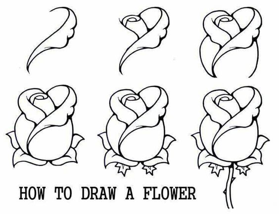 564x433 How To Draw A Rose Bud, Rose Bud, Step By Step, Flowers, Pop