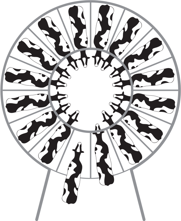 611x747 The Slender Hose Tree