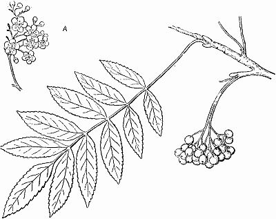 400x317 Rowan Tree Outline