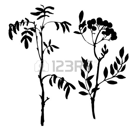 Rowan Tree Drawing at GetDrawings | Free download