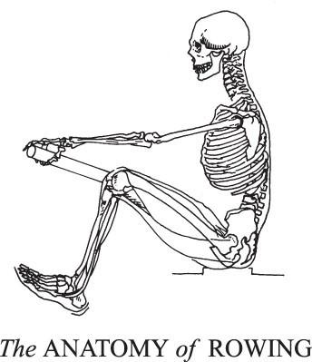 344x399 Anatomy Of Rowing Rock The Boat