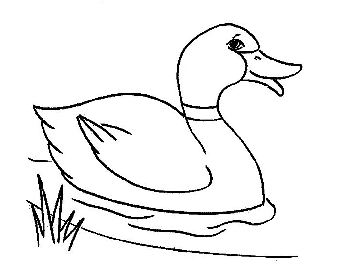 700x574 Duck Template
