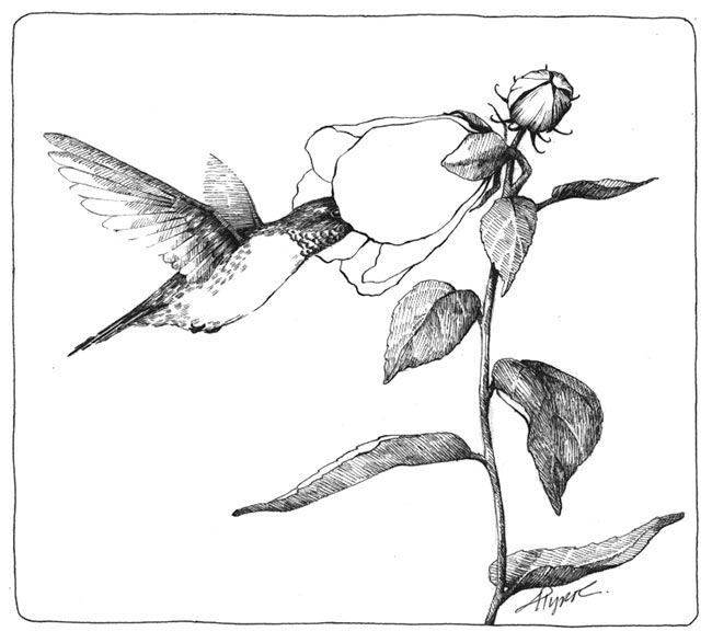 650x587 Ruby Throated Hummingbirds The Outside Story