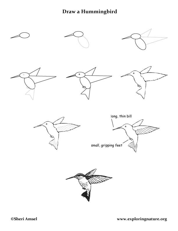 612x792 Ruby Throated) Drawing Lesson