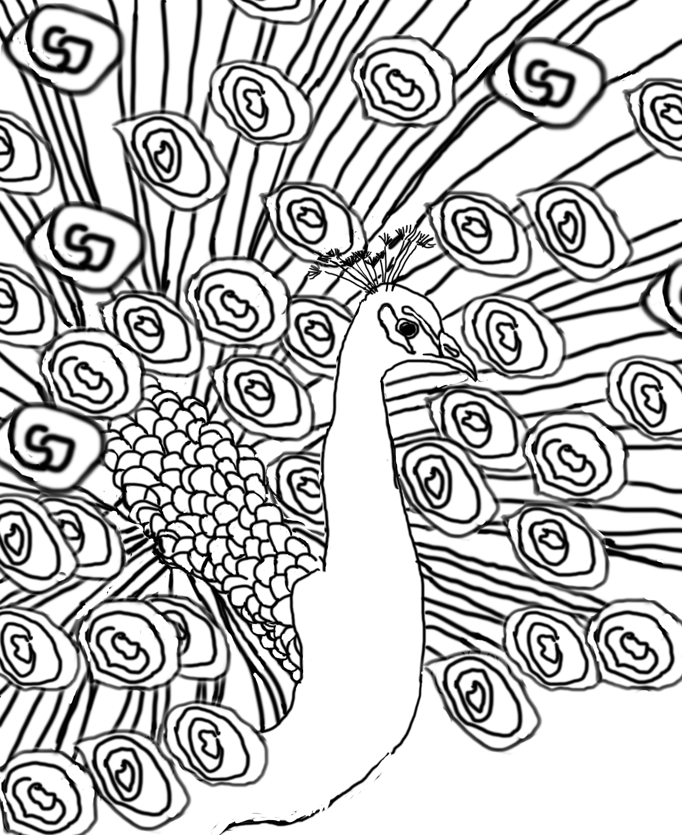 2787x3416 Peacock Sketch 2 Hooked Rugs Peacocks, Patterns