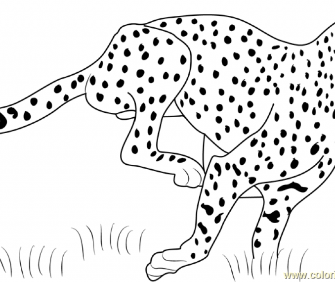 678x570 Cheetah Pictures To Color Coloring Page