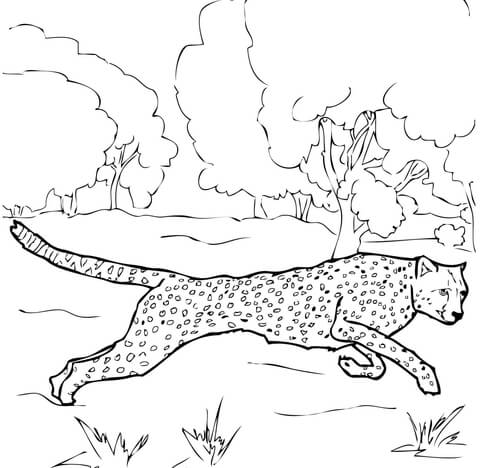 480x468 Running Cheetah Coloring Page Free Printable Coloring Pages