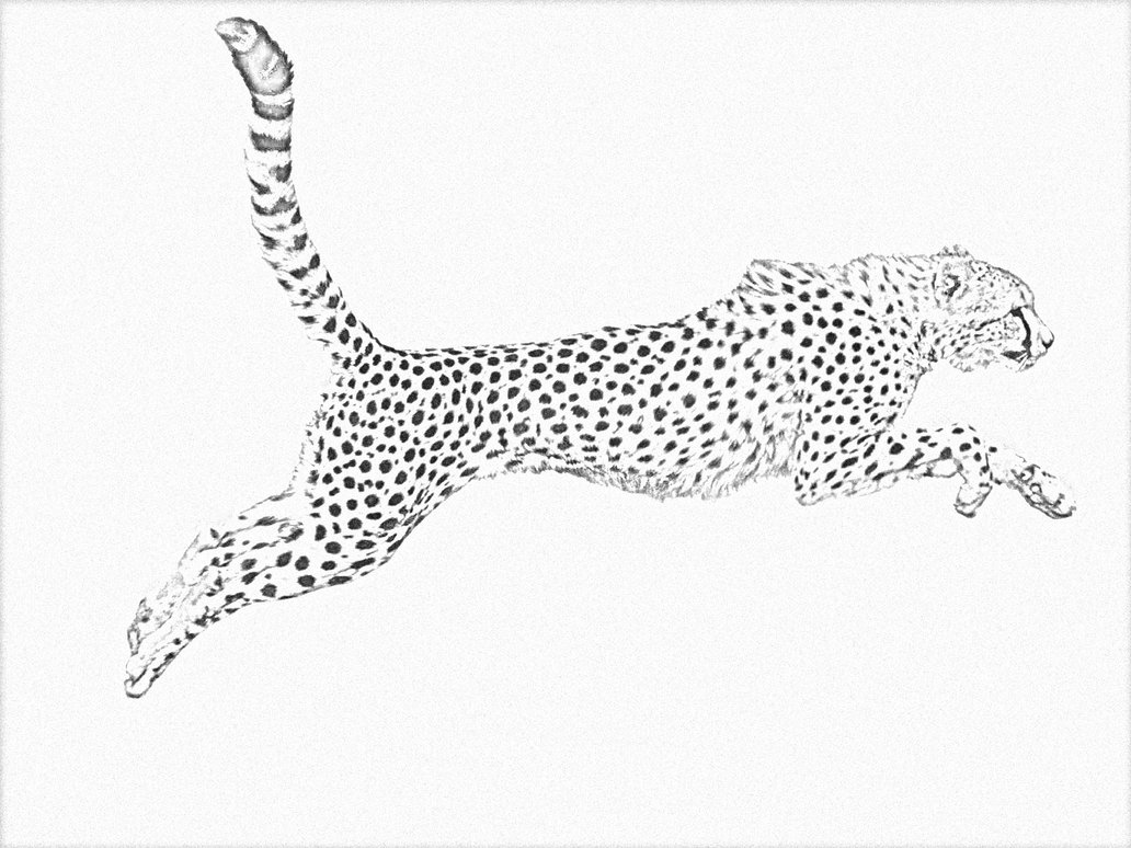 1032x774 Cheetah Line Drawing