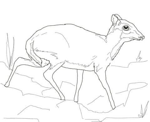 480x390 Lesser Mouse Deer Running Coloring Page