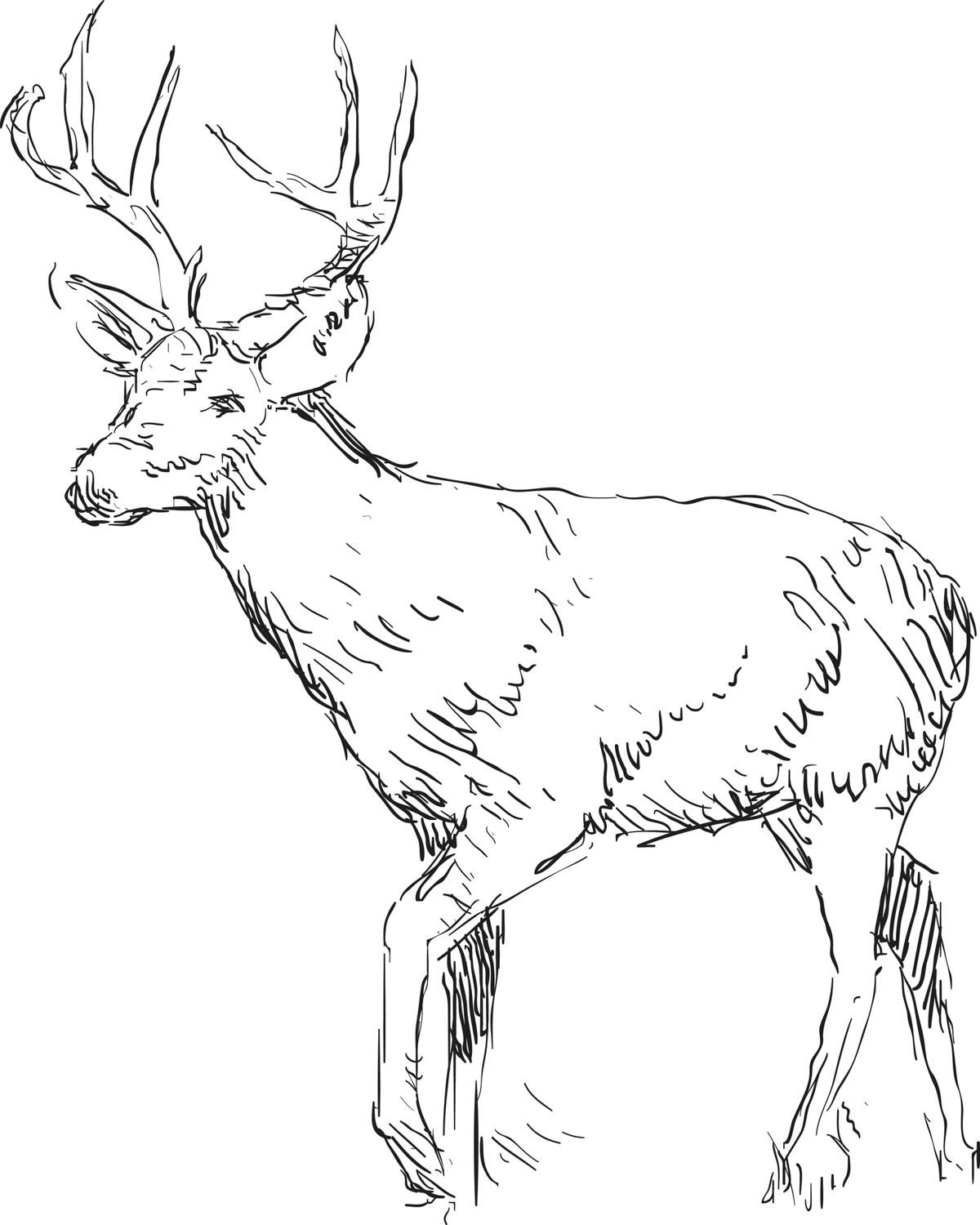 1200x1500 Deer Spirit Animal What Does It Symbolize