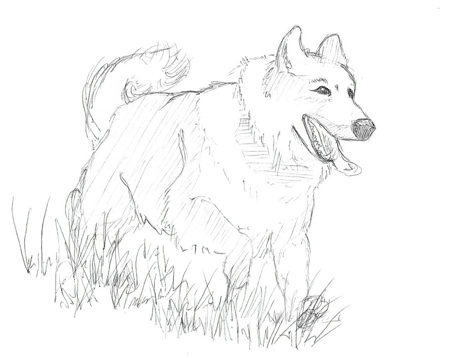 900x714 Dog Running Through Grass By Wayfaringpuma