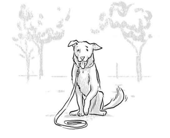 544x443 How To Take Your Dog Trail Running A Safety Guide