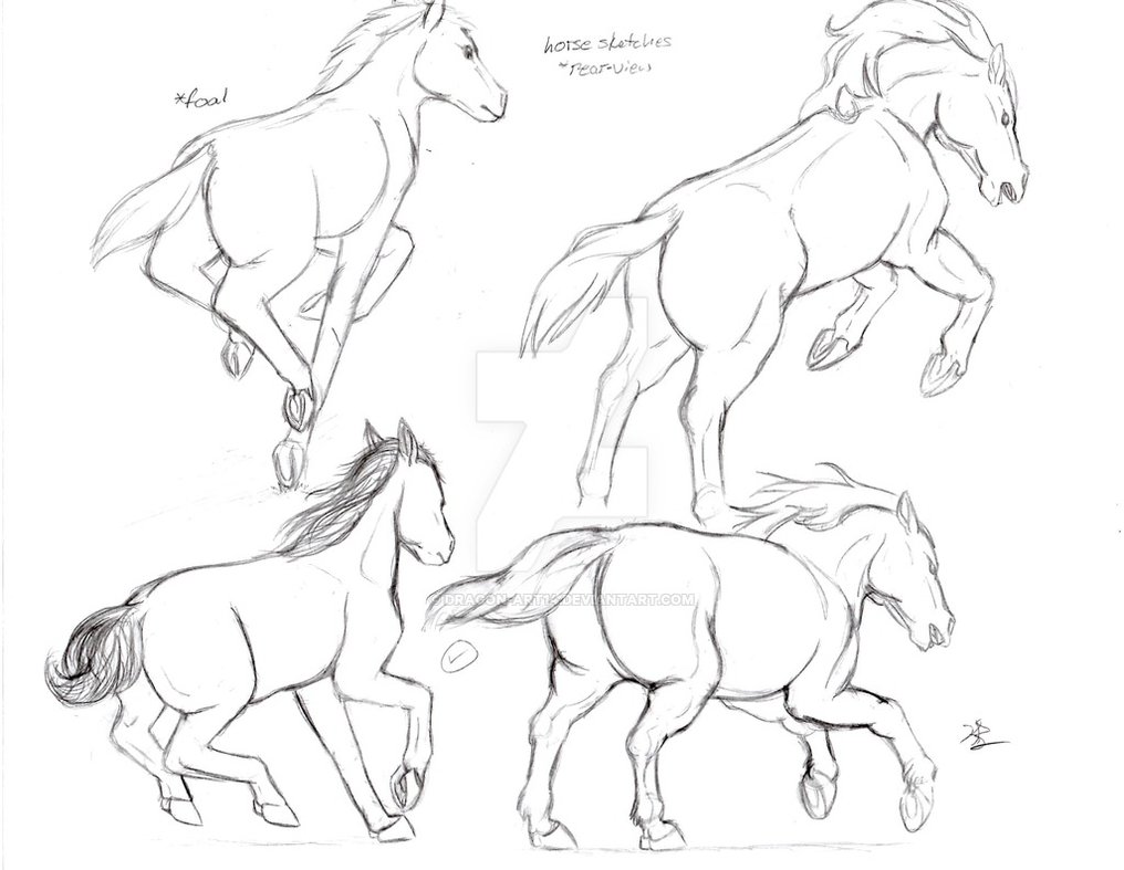 1016x787 Running Horse Rear View Sketches By Dragon Art14