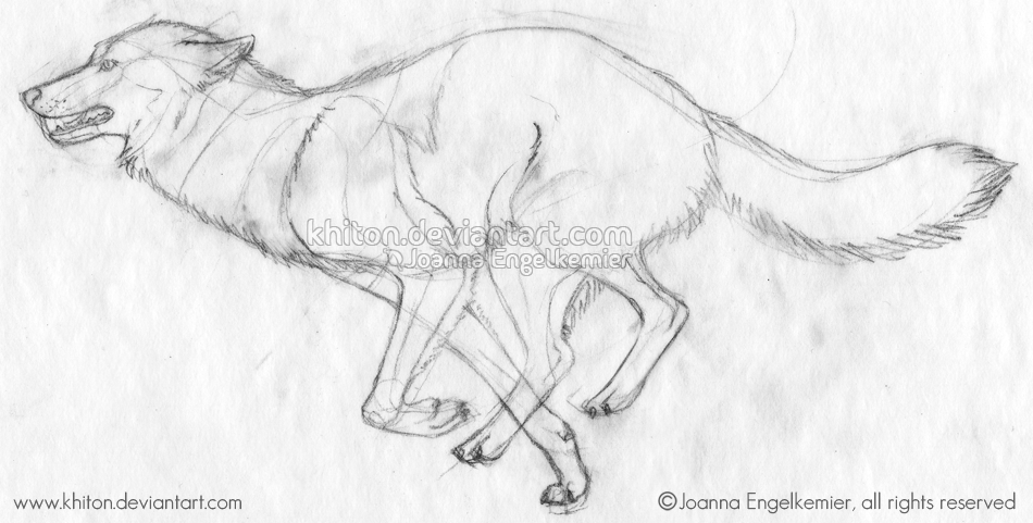 950x481 Wolf Running Sketch By Khiton