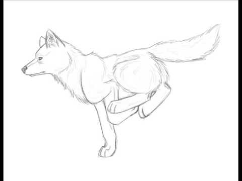 480x360 Running Wolf Animation Complete