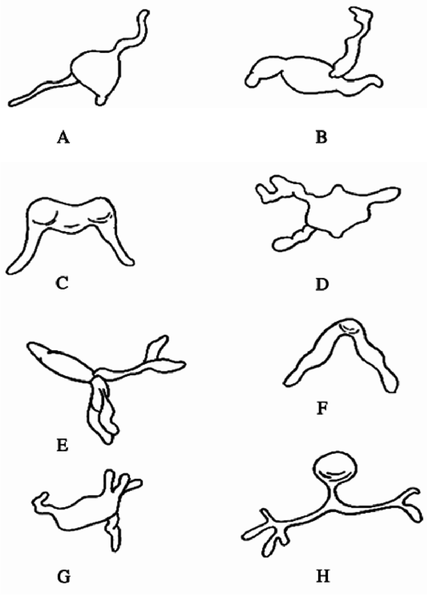 850x1191 Drawing Of Typical Germlings Of Leguminous Rust Isolates.