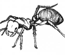 250x210 Saber Tooth Tiger. Animals. Drawings. Pictures. Drawings Ideas