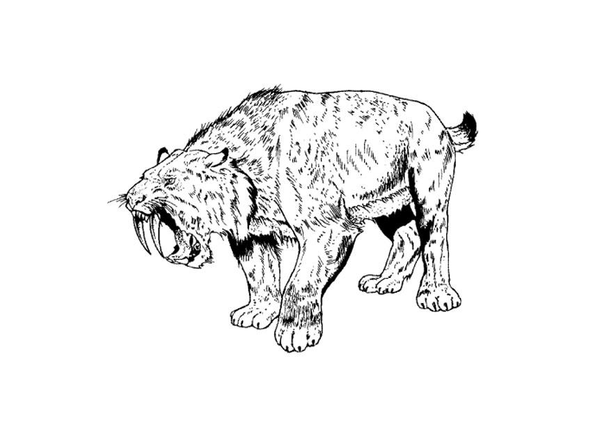 875x620 Coloring Page Saber Tooth Tiger