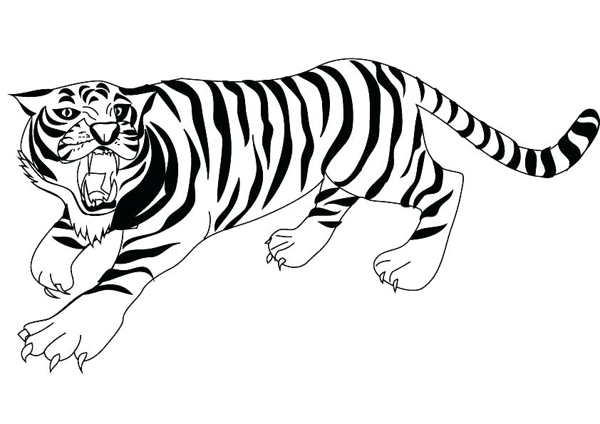 Sabre Tooth Tiger Drawing at GetDrawings | Free download