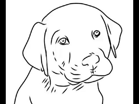 480x360 How To Draw Cute Labrador Puppy