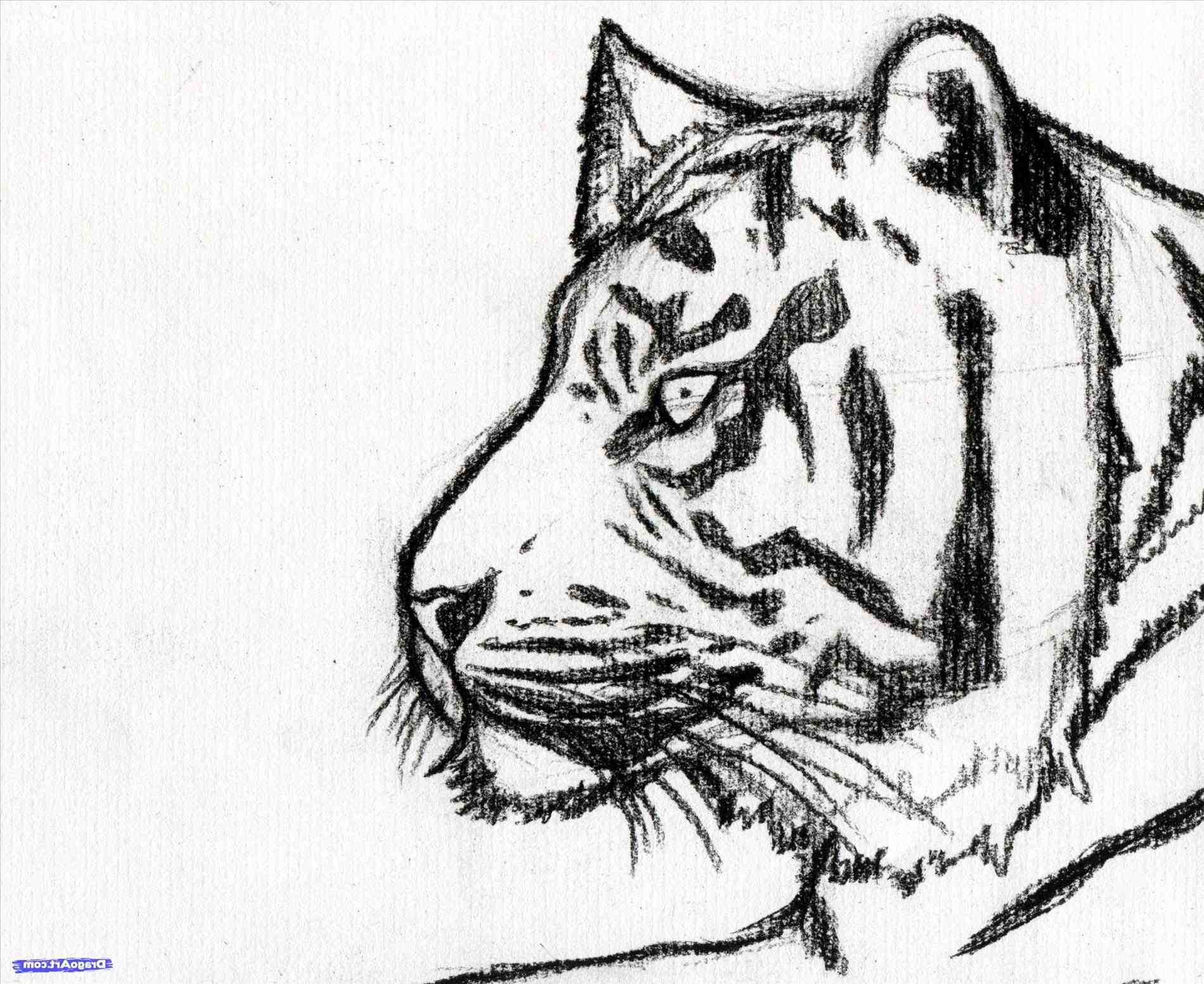 1900x1553 Easy Pencil Drawings Of Tigers