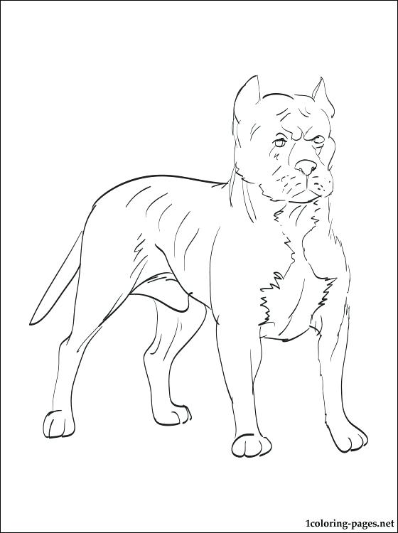 560x750 Pitbull Coloring Page Head Of Sad Coloring Page Cute Pitbull Puppy