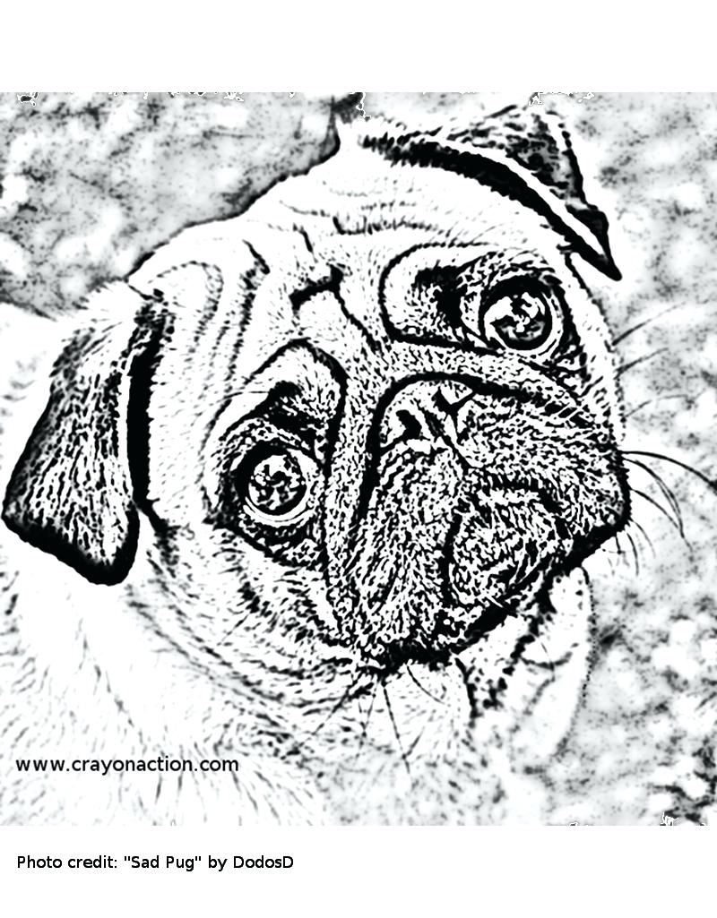 800x1025 Sad Pug Coloring Picture Free Printable Pages For Adults Online