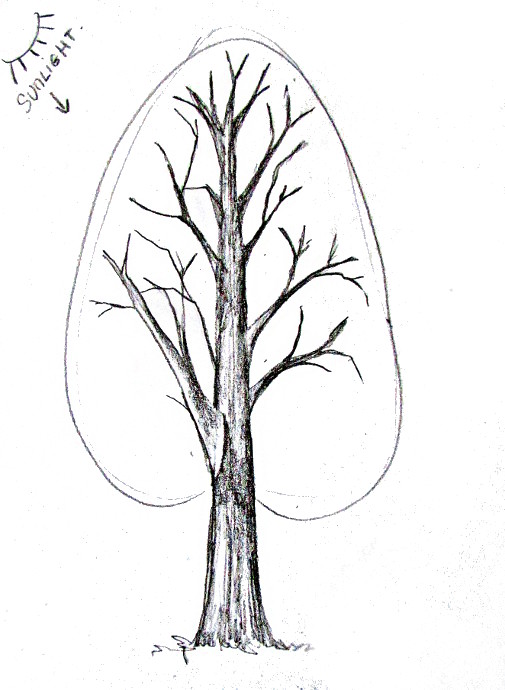 505x690 How To Draw A Tree