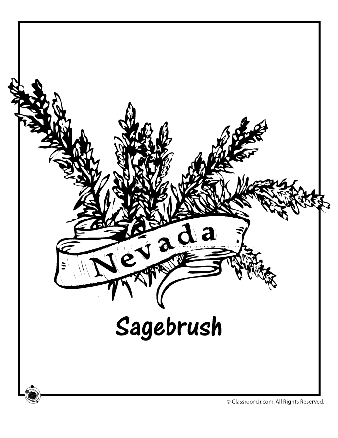680x880 State Flower Coloring Pages Nevada State Flower Coloring Page