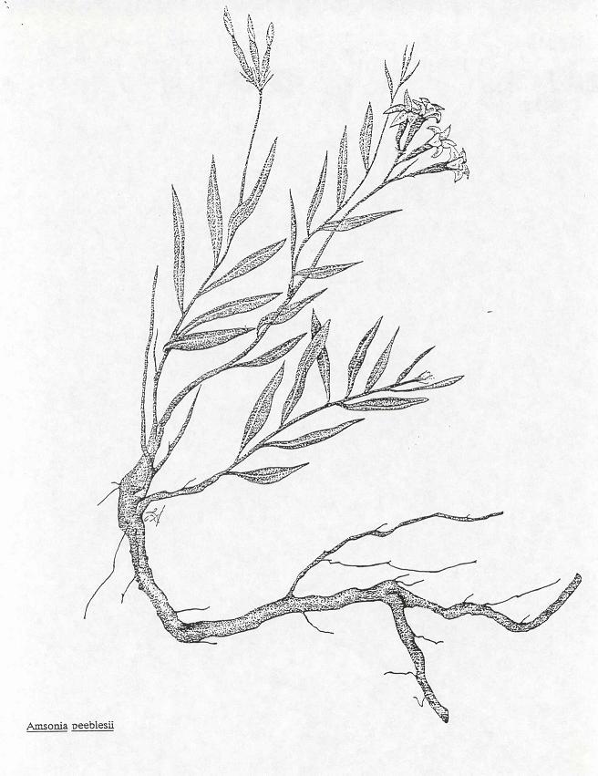 656x851 Pin Drawn Cactus Desert 2. How To Draw A Dead Tree Step 1. Pin