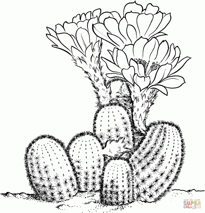 671x697 Coloring Pages Marvelous Cactus Coloring Sheet Color Saguaro
