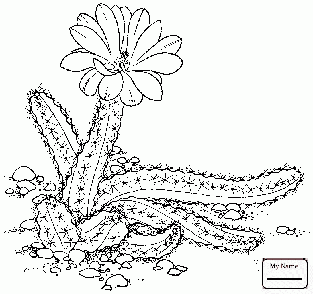 1092x1024 Flowers Cactus Wren Saguaro Blossom Arizona State Bird