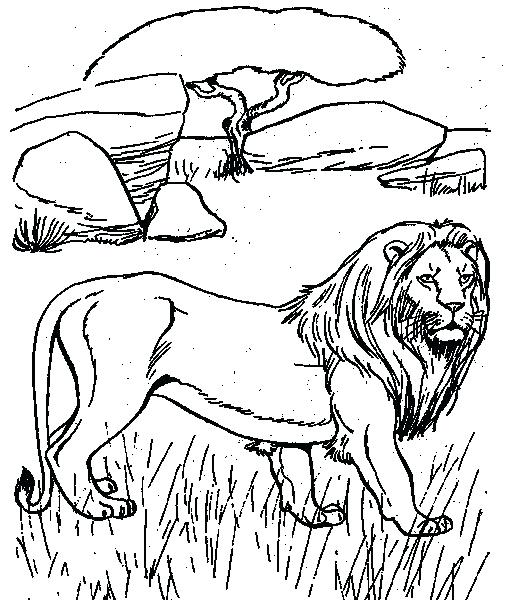 510x600 Coloring Pages For Kids Desert Animals Of North Suitable Toddlers