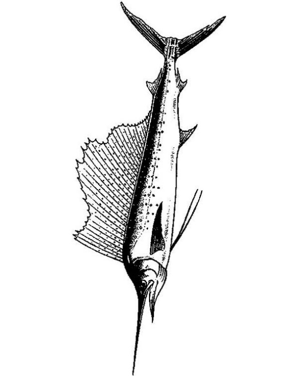 594x750 Kids N 9 Coloring Pages Of Swordfish