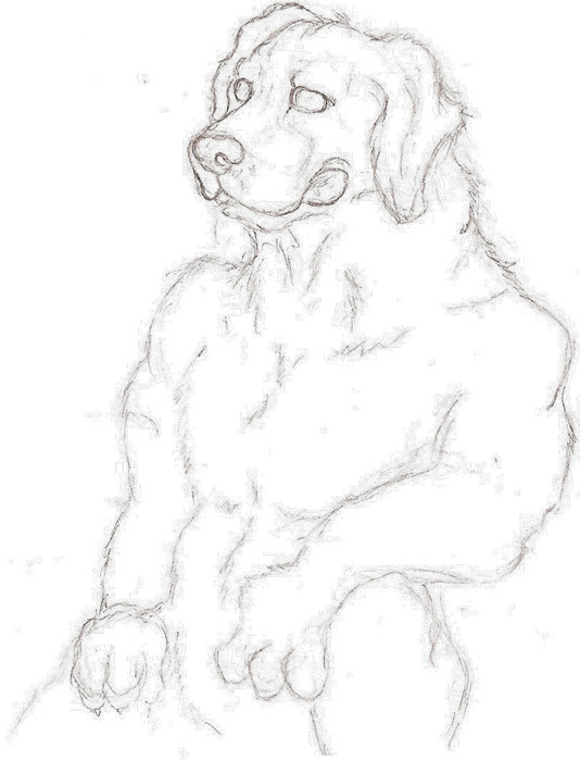 534x699 Dogs St. Bernard Sketch By Edird92
