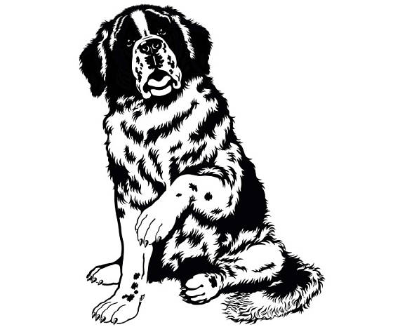 Saint Bernard Drawing at GetDrawings | Free download