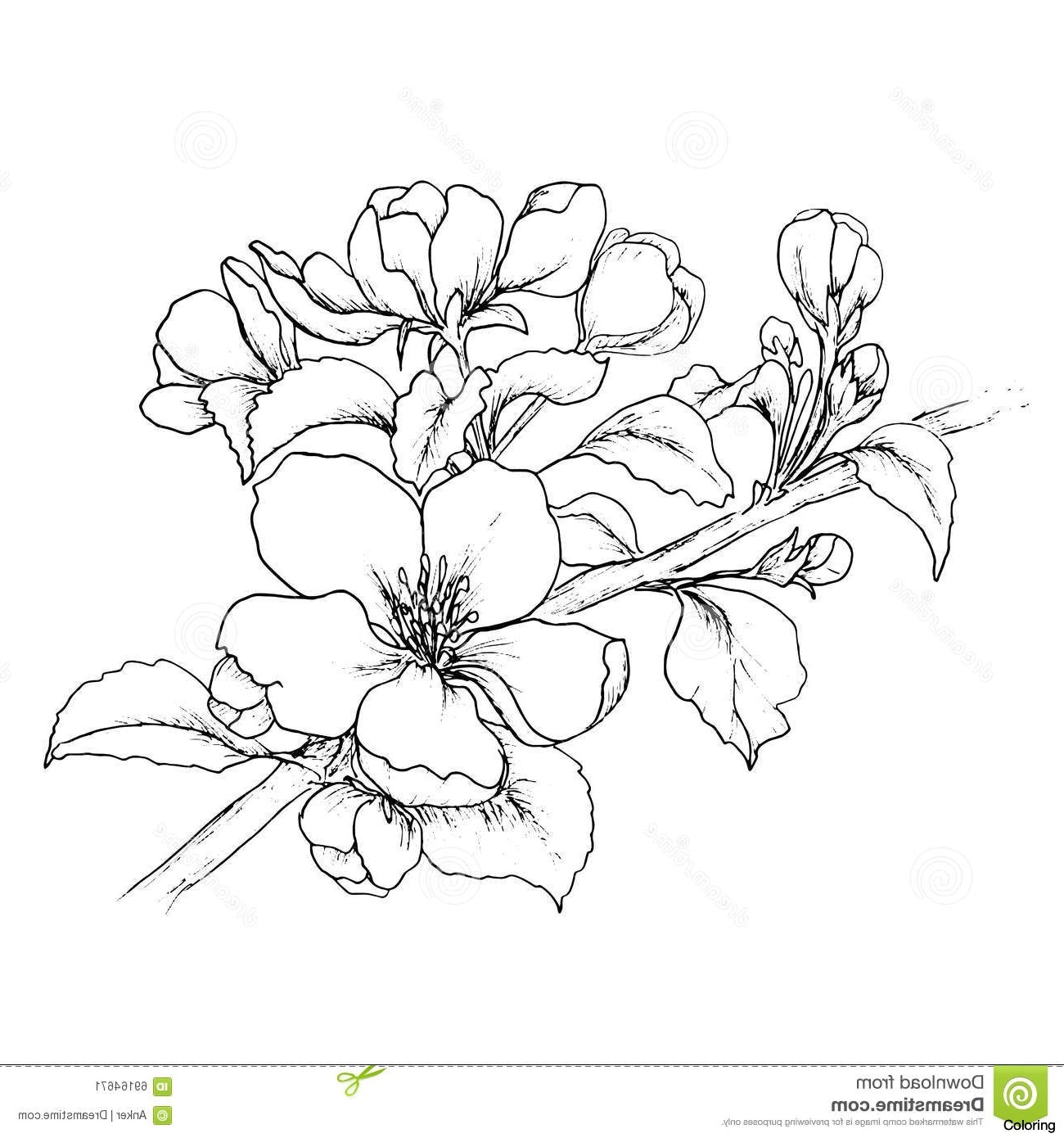 1300x1390 Cherry Blossom Tree Drawing Best Images Collections Hd For Gadget