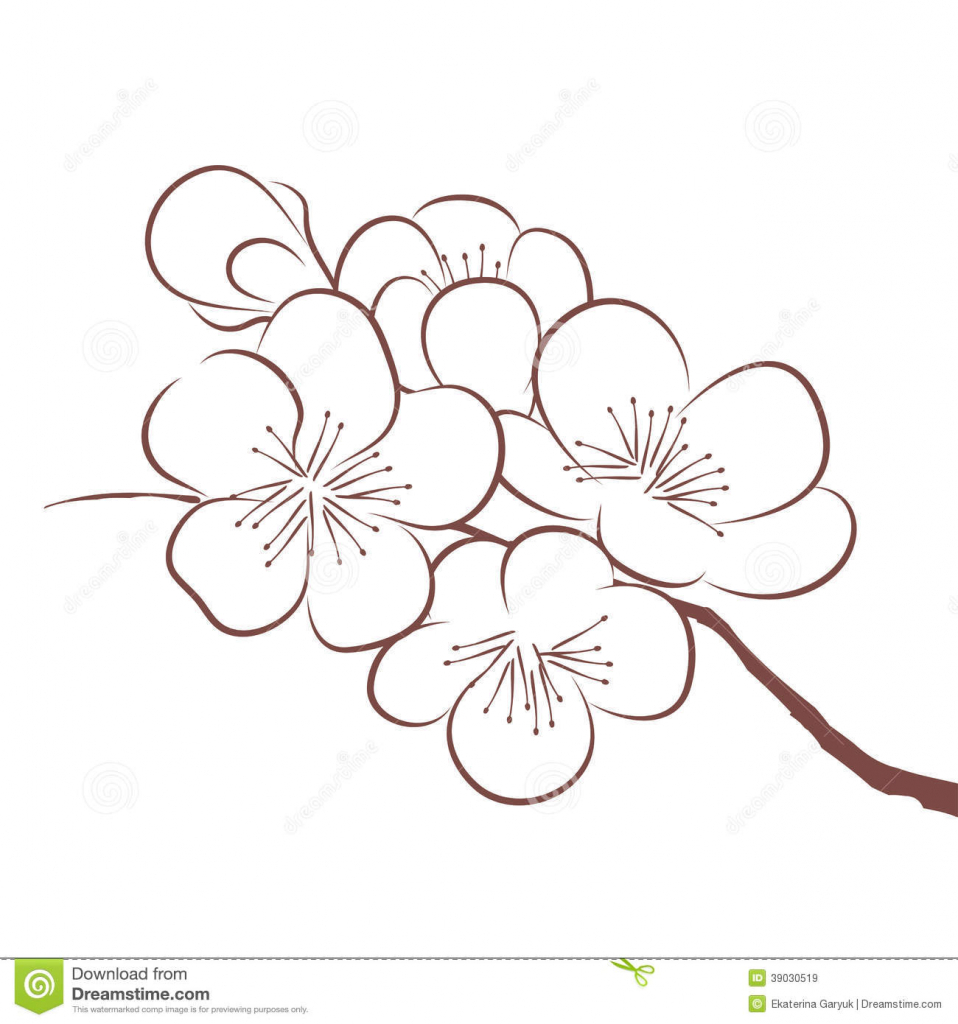 958x1024 Sakura Flower Drawing Spring Cherry Blossom Stock Vector