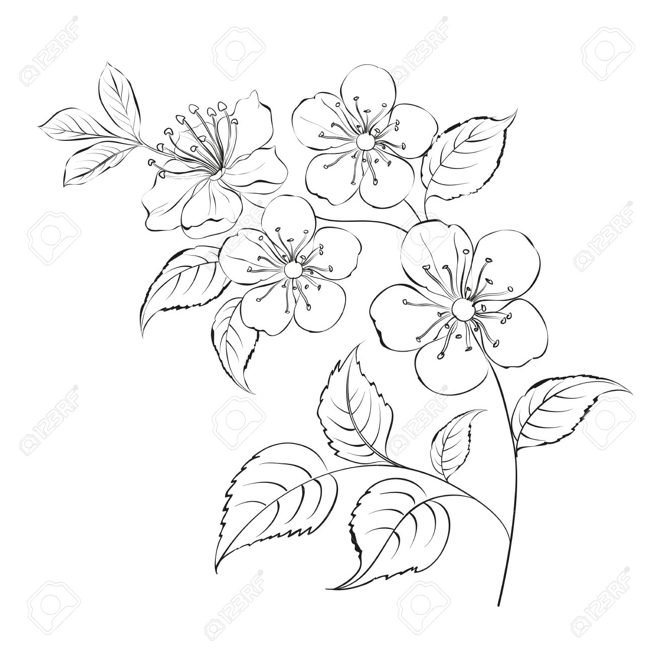 1300x1300 Spring Cherry Blossom Sakura Isolated Over White. Vector