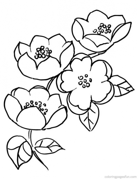 563x730 Cherry Blossom Coloring Pages Blossom Coloring Sheet