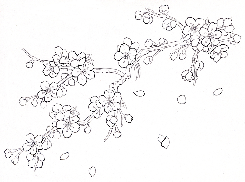Sakura Blossom Drawing at GetDrawings | Free download
