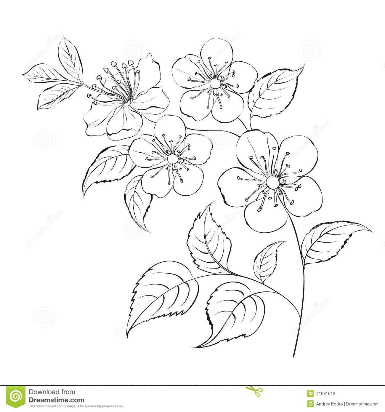 1300x1390 Drawn Sakura Blossom Illustration