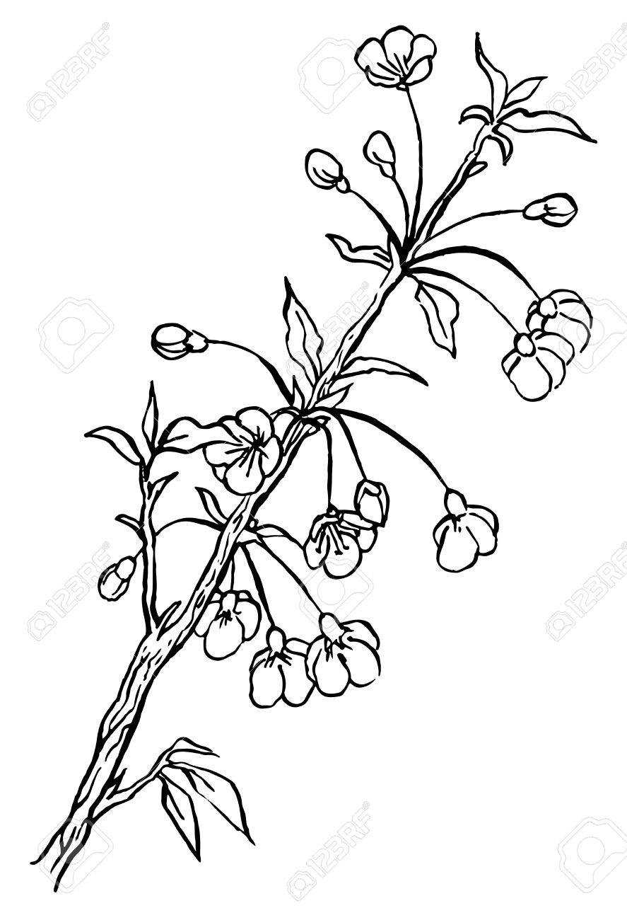 887x1300 Hand Drawing Cherry Tree Or Sakura Branch In Blossom Line Art