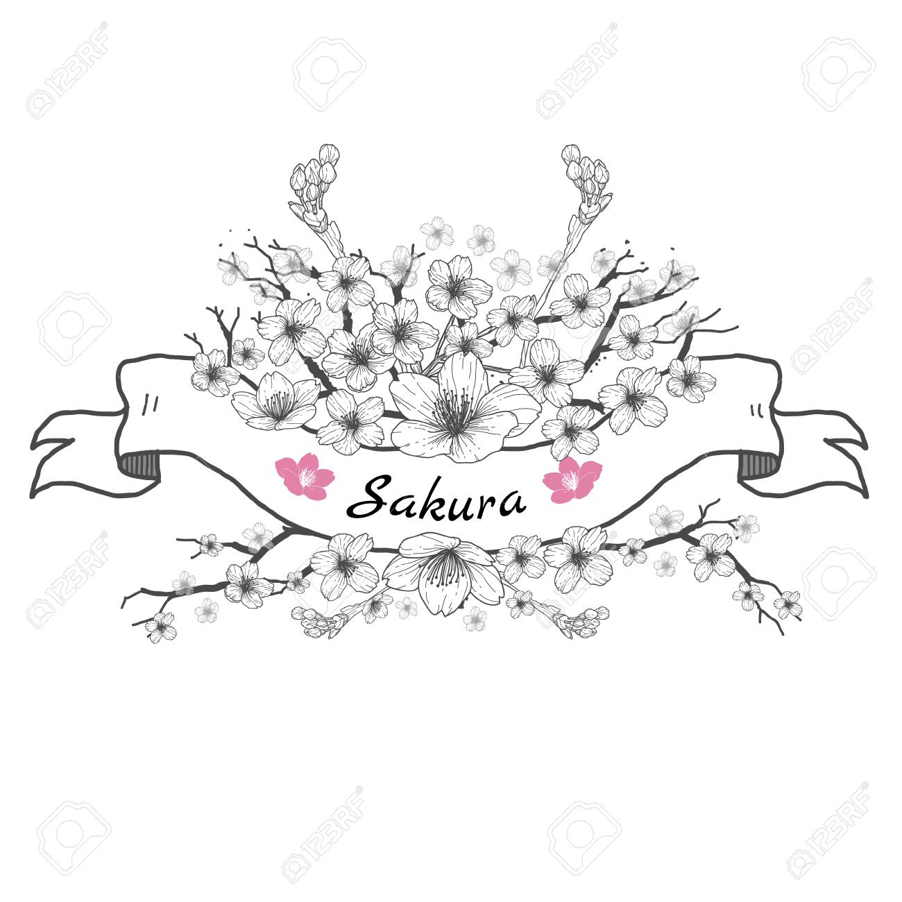 1300x1300 Flower Ribbon Of Sakura. Drawing And Sketch On White Background